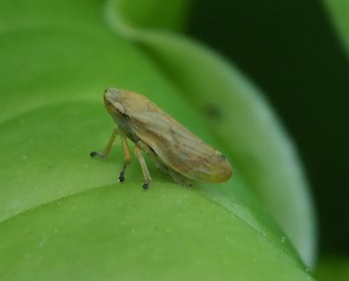 Philaenus spumarius